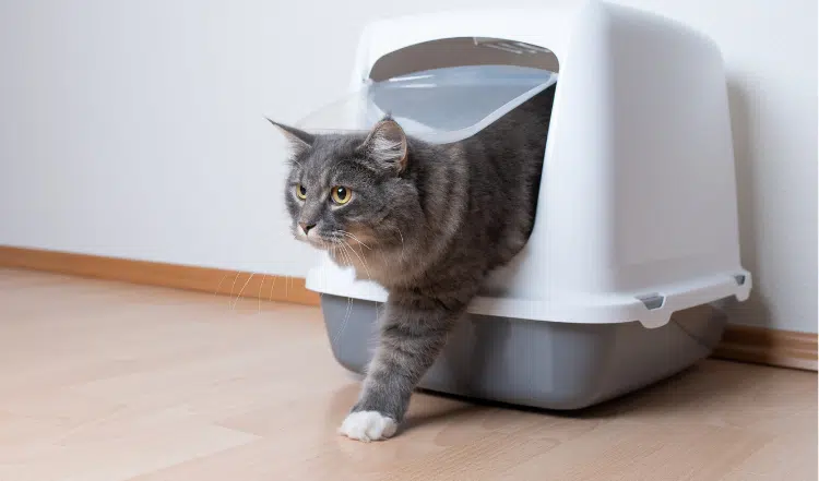 Ein Blick ins Katzenklo und was er uns verraten kann