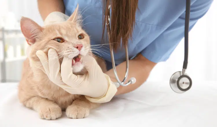 Zahnstein bei Katzen: Ursachen, Symptome und Vorbeugung