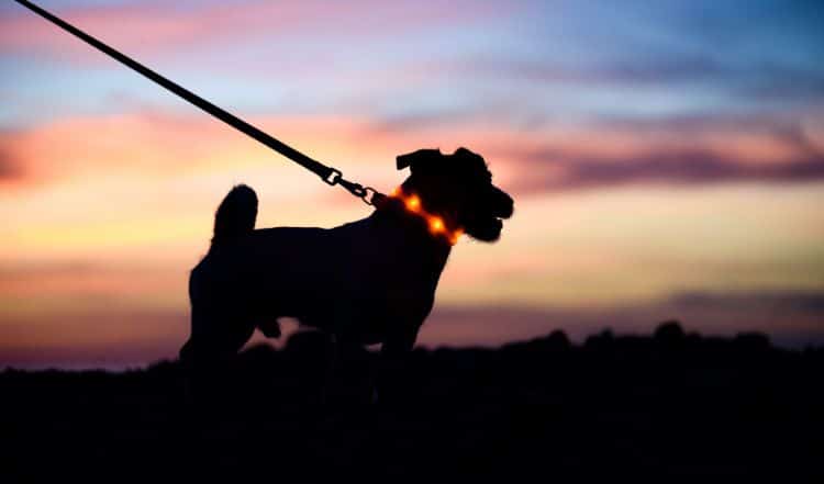 Unsere Tipps für den Hundespaziergang im Dunkeln