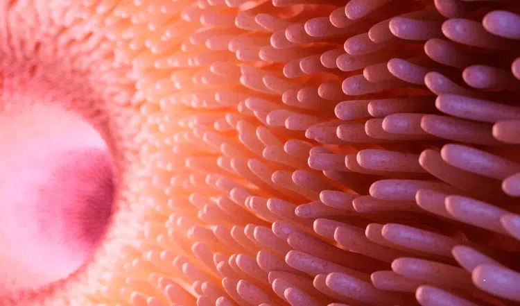 Der Darm und die Darmflora bei Hunden