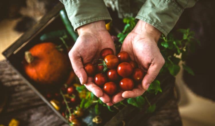 Was macht Bio-Tiernahrung aus?