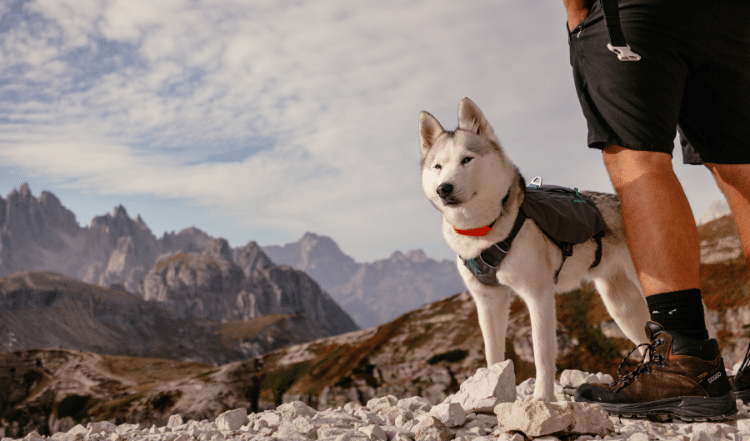 Hundesicherheit im Sommer