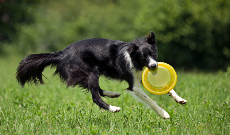 Hundefrisbee in 4 Schritten lernen