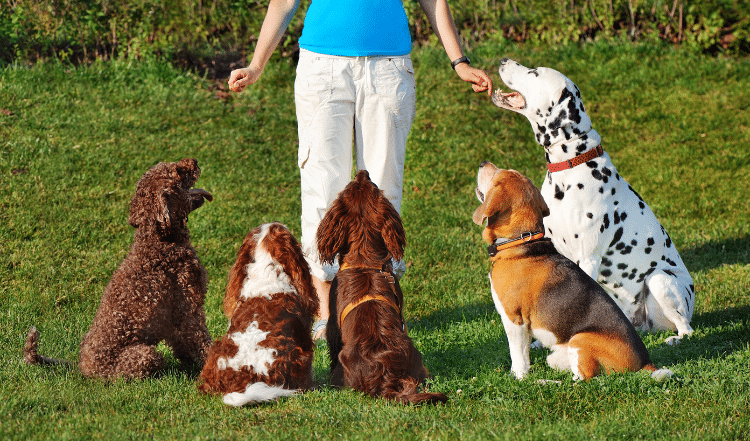 TACKENBERG Doglympics