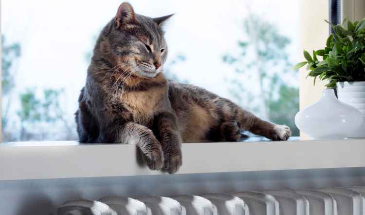Richtig Heizen für Wohnungskatzen