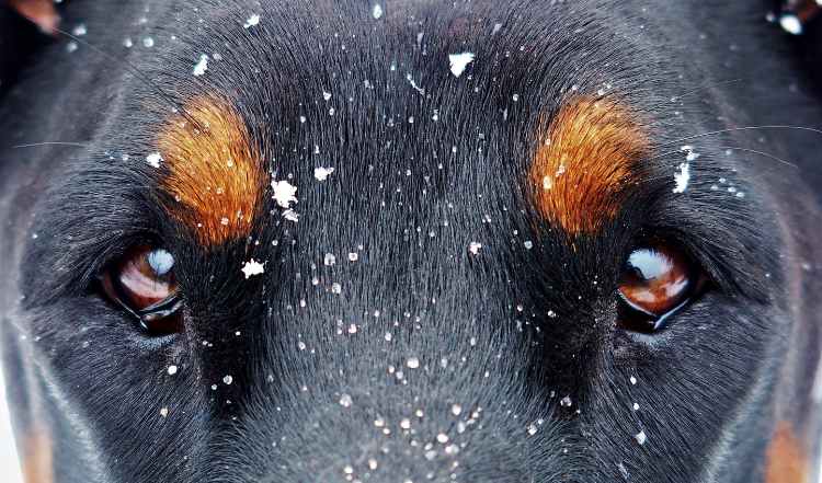 Das Sehvermögen von Hunden 