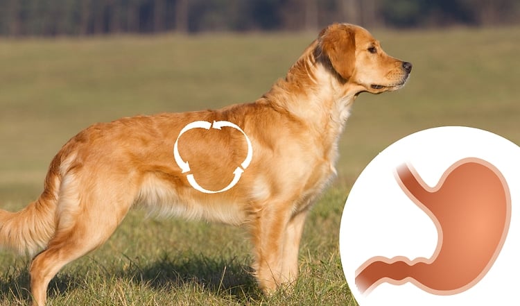 Das Verdauungssystem bei Hunden und Katzen