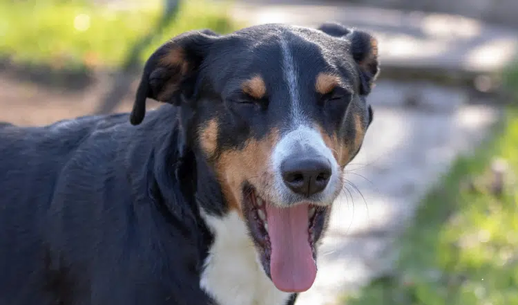 Mundgeruch bei Hunden und Katzen: Ursachen und Lösungen