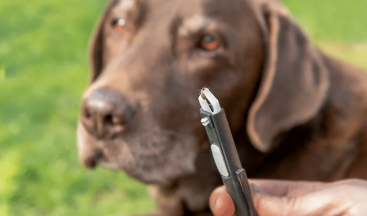 Zecken entfernen beim Hund