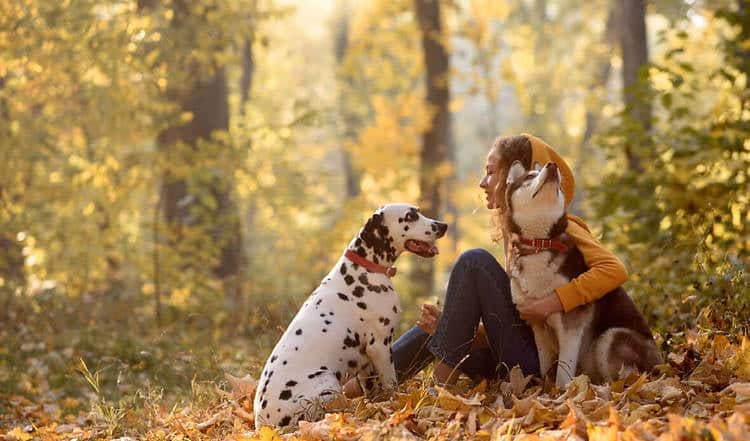 Wie kann ich meinen Hund im Herbst beschäftigen?