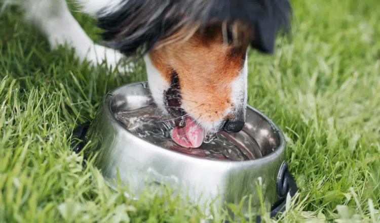 Wasser – Lebenselixier für Hunde und Katzen