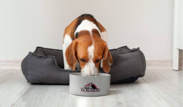 Hund trinkt nicht: So bringst Du Deinen Hund zum Trinken