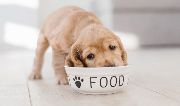 Wie oft Welpen füttern: Tipps zur Welpenernährung