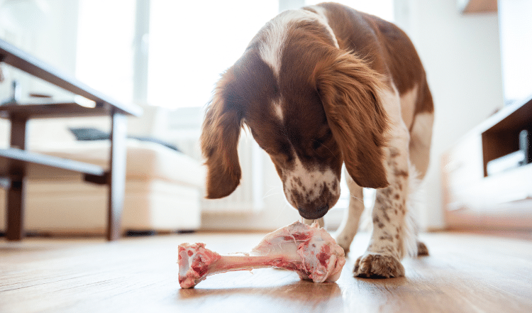 Welpen Barfen: der frühe Start in die Rohfütterung