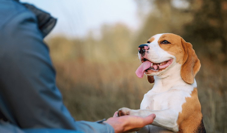 Themenwoche: Hundetraining
