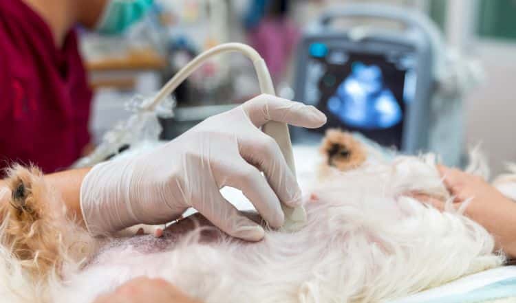 Magenschleimhautentzündung beim Hund