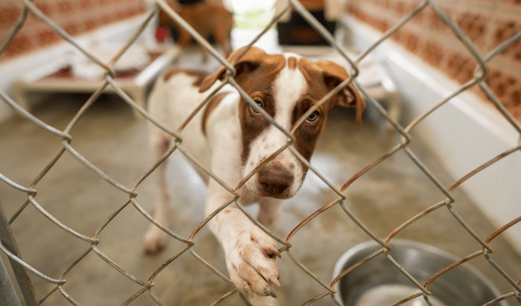Besuch im Tierheim Lüneburg