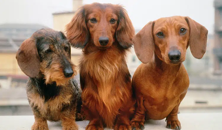 Die Fellpflege verschiedener Haartypen bei Hunden