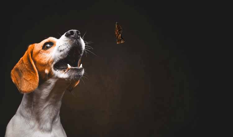 Natürliche Hundesnacks von A-Z: Unser Snack-Alphabet