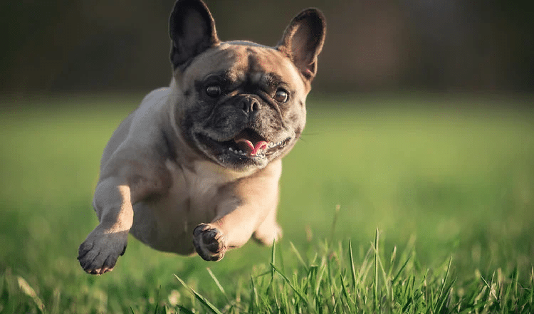 Durch die Arme springen