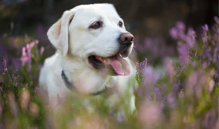 Urlaub in der Lüneburger Heide mit Hund
