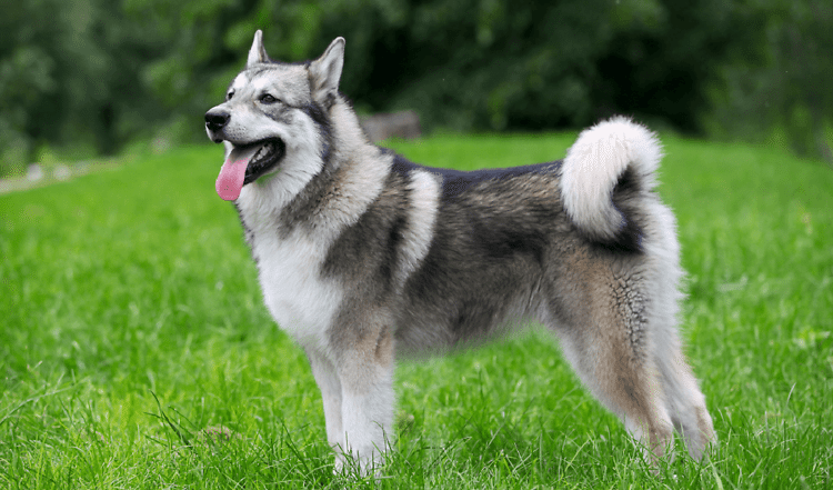 Der Alaskan Malamute
