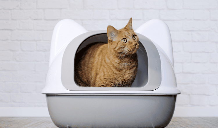 Verdauung bei der Katze: Ernährungsphysiologie von Katzen