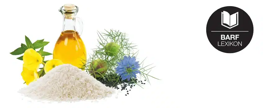 Öle im BARF Lexikon – der goldene Gesundbrunnen