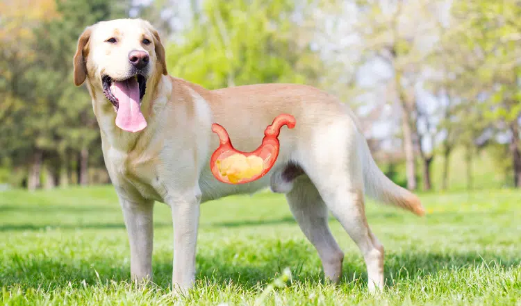 Exkurs: Die Magensäure beim Hund