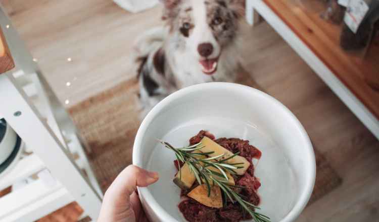 Winterliche Napf-Inspirationen