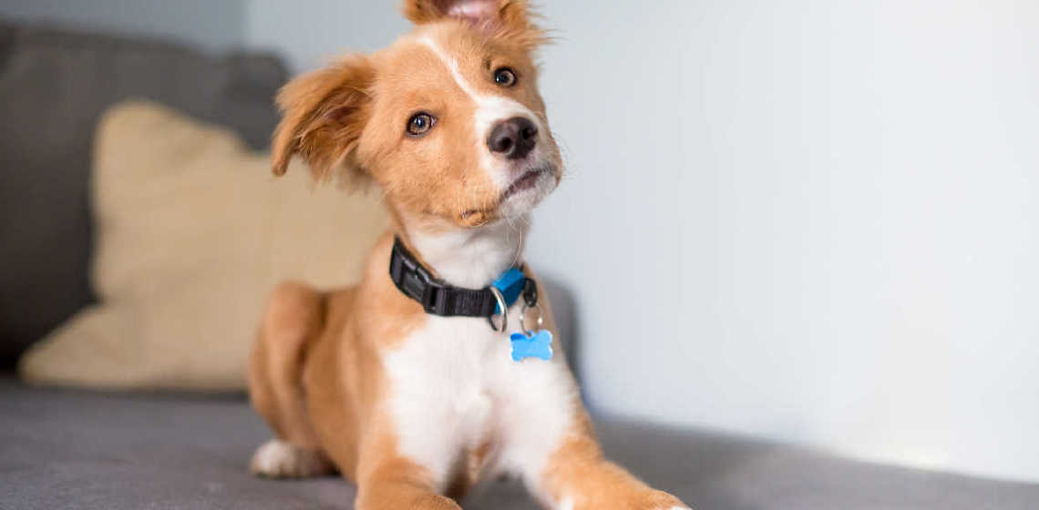 BARF für Welpen: Rohfütterung bei jungen Hunden