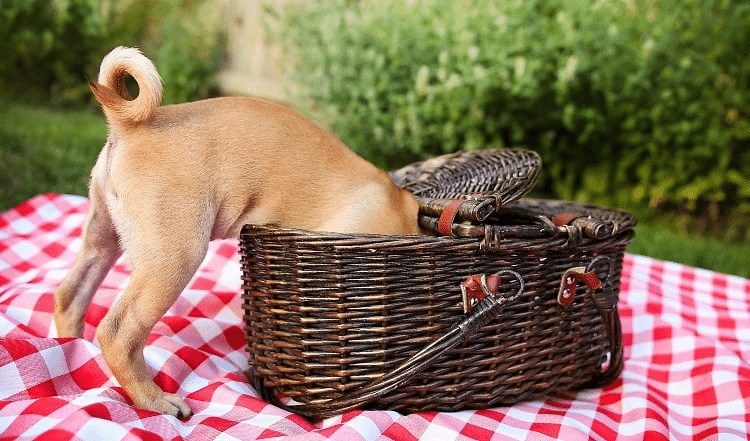 Ostergeschenke für unsere Vierbeiner