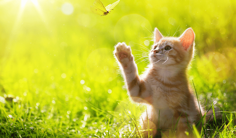 Was ist dran am Mythos Maikatze?