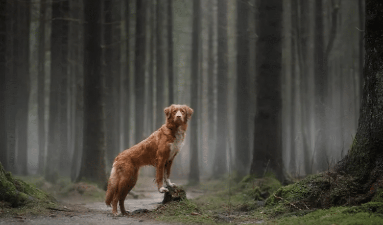 Outdoor Aktivitäten mit Hund