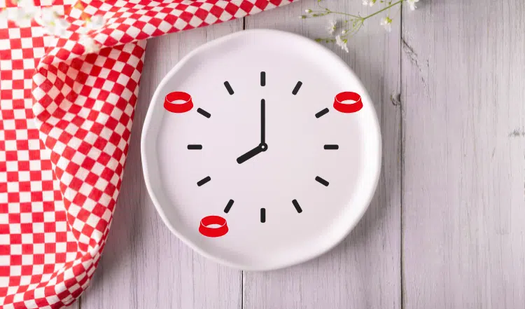 Feste Fütterungszeiten beim Hund – Sinnvoll oder nicht?