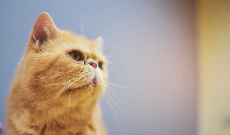 Warum sabbern Katzen?