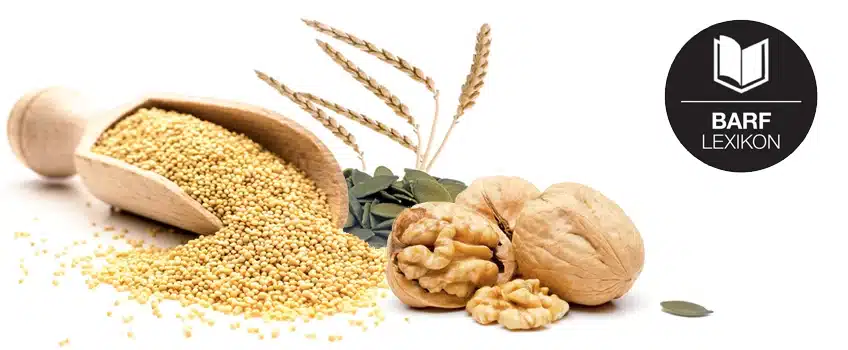 Samen, Körner & Kerne beim BARFen