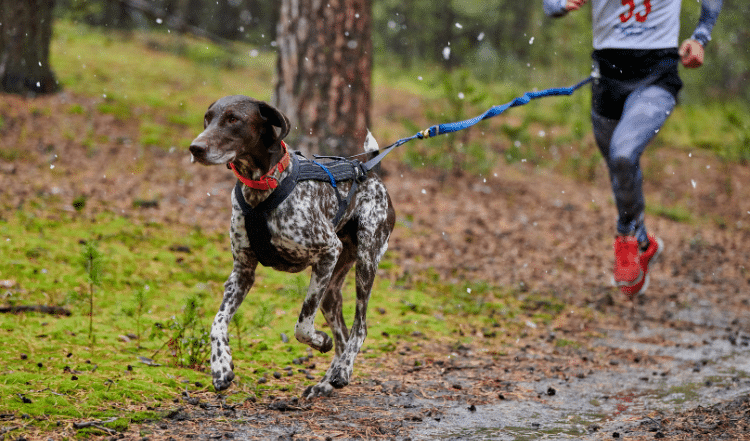 Zughundesport: Mit vollem Tempo durch die Natur