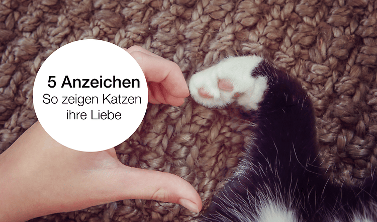 5 Anzeichen, dass Deine Katze Dich liebt