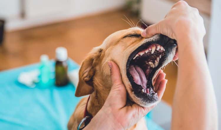 Zahnpflege beim Hund: Tipps für die Mundhygiene