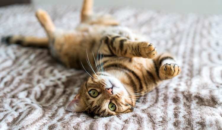 Körpersprache von Katzen richtig deuten