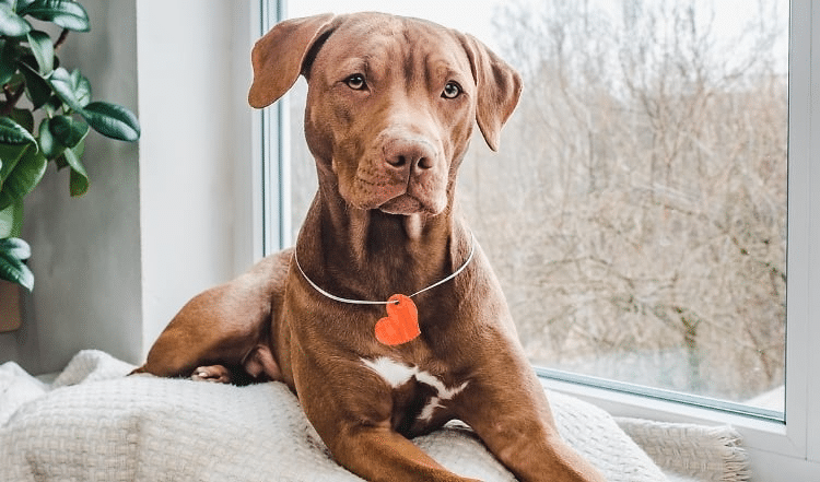 Bucketlist für den Valentinstag mit Hund
