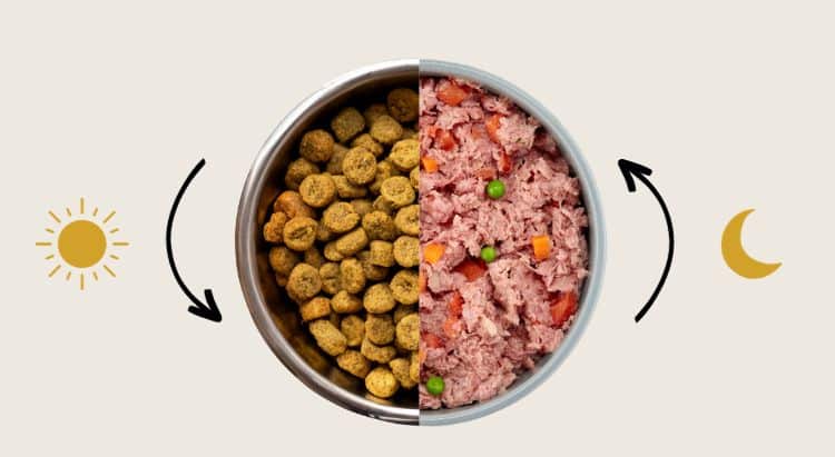 Morgens Trockenfutter, abends Nassfutter?