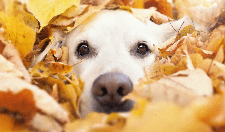 Immunbooster für deinen Hund