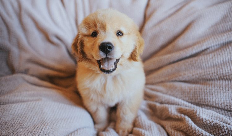 Wie lange Welpenfutter: Futterwechsel für Welpen