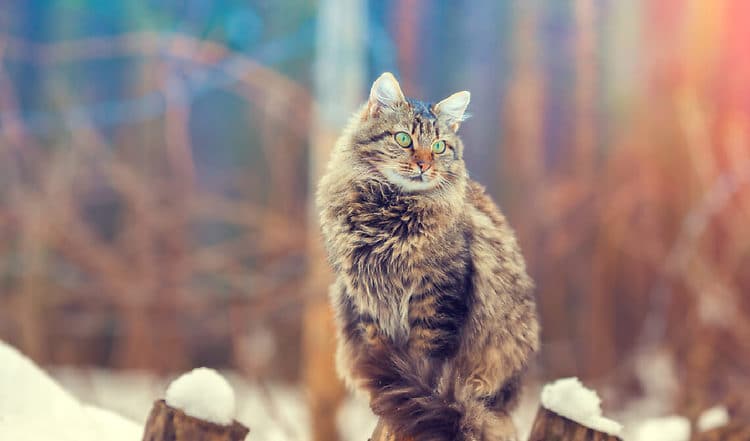 Streunerkatzen im Winter helfen